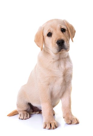 simsearch:400-07513250,k - puppy labrador retriever in front of white background Stockbilder - Microstock & Abonnement, Bildnummer: 400-09045883