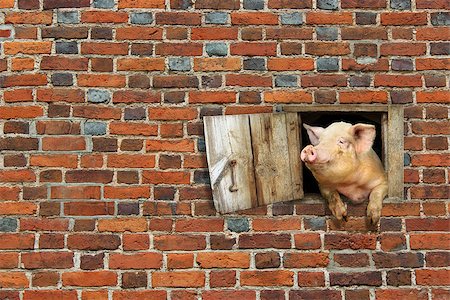 pig looks out from window of shed on the red brick wall Stock Photo - Budget Royalty-Free & Subscription, Code: 400-09046593
