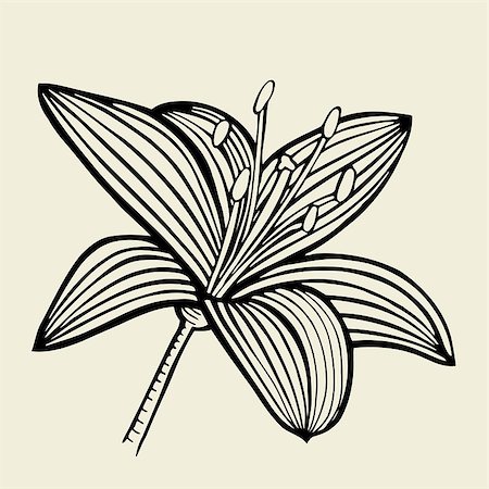 frescomovie (artist) - Hand drawn Lily flower, Vector illustration isolated on beige background Stock Photo - Budget Royalty-Free & Subscription, Code: 400-09046827