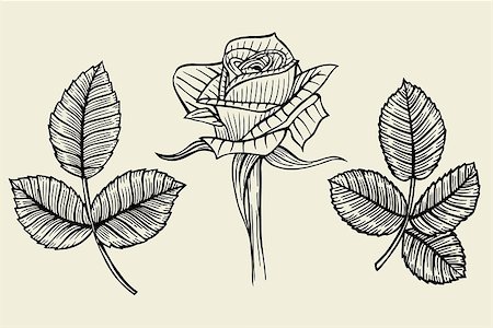 simsearch:400-08572511,k - Hand drawn flower set, rose collection. Vector illustration Photographie de stock - Aubaine LD & Abonnement, Code: 400-09046822