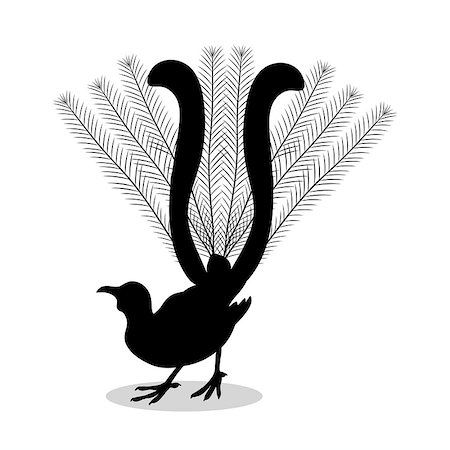 simsearch:400-09046939,k - Lyrebird bird black silhouette animal. Vector Illustrator. Stockbilder - Microstock & Abonnement, Bildnummer: 400-09048669
