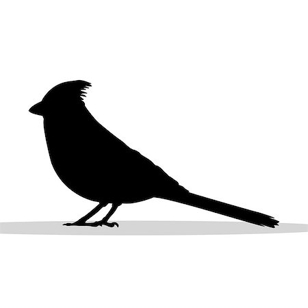 simsearch:400-09046940,k - Cardinal bird black silhouette animal. Vector Illustrator. Stock Photo - Budget Royalty-Free & Subscription, Code: 400-09048675