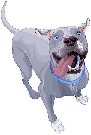 simsearch:400-09158556,k - Illustration of funny pit bull dog Foto de stock - Royalty-Free Super Valor e Assinatura, Número: 400-09050091