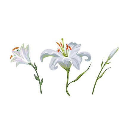 easter lily background - illustration with lily flowers isolated on white background Stock Photo - Budget Royalty-Free & Subscription, Code: 400-09050794