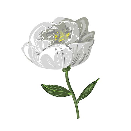 peony art - White peony flower isolated on white stock vector Stock Photo - Budget Royalty-Free & Subscription, Code: 400-09050798