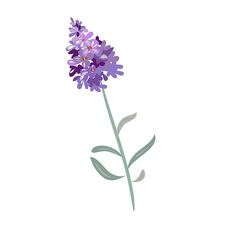 Bunch of lavender flowers on a white background. Stock Photo - Budget Royalty-Free & Subscription, Code: 400-09050793