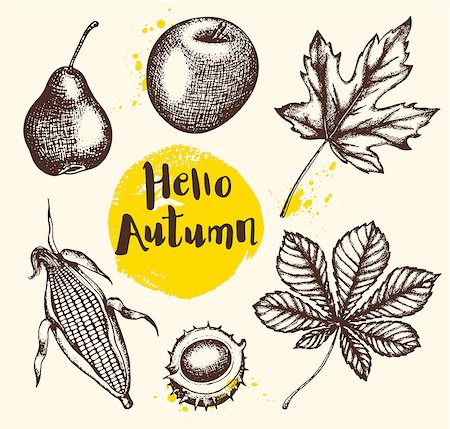 simsearch:400-08776231,k - Set of vector vintage autumn plants and fruits. Hand drawn illustration. Stockbilder - Microstock & Abonnement, Bildnummer: 400-09050883