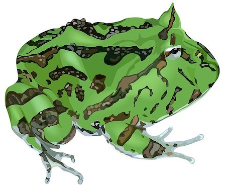 Amazonian Horned Frog (Ceratophrys cornuta) - Green Striped Frog Illustration, Vector Stock Photo - Budget Royalty-Free & Subscription, Code: 400-09051009