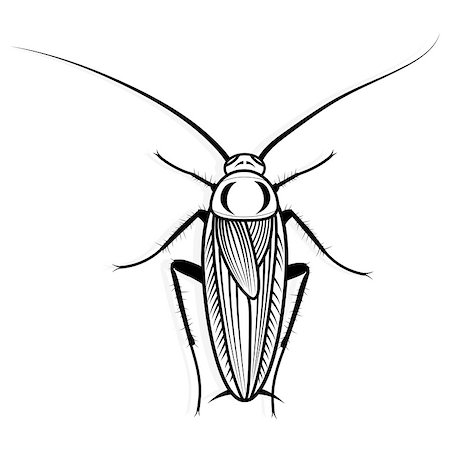 simsearch:400-04725341,k - Cockroach vector design vector animal illustration for t-shirt. Sketch tattoo design. Photographie de stock - Aubaine LD & Abonnement, Code: 400-09051550