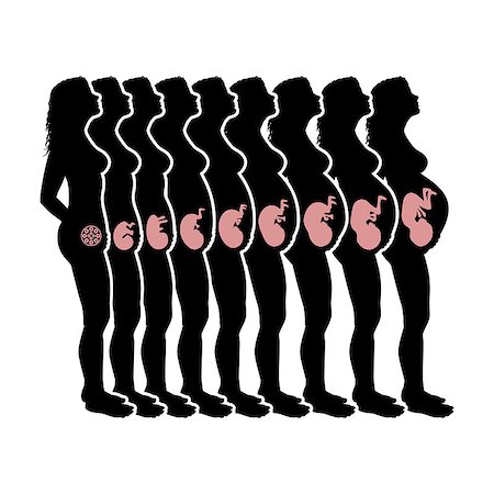 simsearch:400-08529613,k - Illustration of women in all stages of pregnancy on a white background. Stock Photo - Budget Royalty-Free & Subscription, Code: 400-09052233