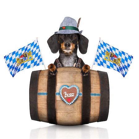 simsearch:400-08163219,k - bavarian dachshund or sausage  dog with  gingerbread and  barrel   isolated on white background , ready for the beer celebration festival in munich, Photographie de stock - Aubaine LD & Abonnement, Code: 400-09064029