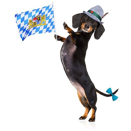 simsearch:400-08163219,k - bavarian dachshund or sausage  dog  isolated on white background , toasting for the beer celebration festival in munich Photographie de stock - Aubaine LD & Abonnement, Code: 400-09064049