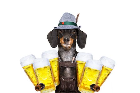 simsearch:400-08163219,k - bavarian dachshund or sausage  dog holding  couple of beer mugs   isolated on white background , ready for the beer party celebration festival in munich Photographie de stock - Aubaine LD & Abonnement, Code: 400-09064040