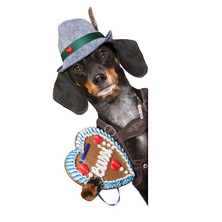 simsearch:400-08163219,k - bavarian dachshund or sausage  dog with  gingerbread and  mug  isolated on white background , ready for the beer celebration festival in munich, Photographie de stock - Aubaine LD & Abonnement, Code: 400-09064041