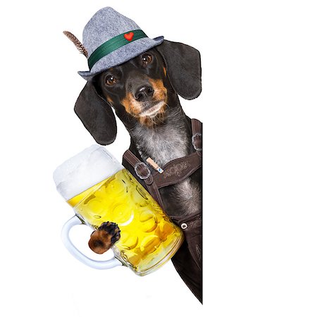 simsearch:400-08163219,k - bavarian dachshund or sausage  dog with  gingerbread and  mug  isolated on white background , toasting for the beer celebration festival in munich Photographie de stock - Aubaine LD & Abonnement, Code: 400-09064042