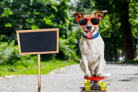 simsearch:400-08694289,k - jack russell terrier dog  riding a skateboard as a skater , with sunglasses in summer vacation Stock Photo - Budget Royalty-Free & Subscription, Code: 400-09064051