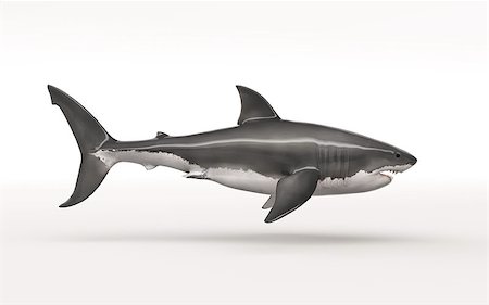 simsearch:400-08998942,k - White shark on white background. This is a 3d render illustration Fotografie stock - Microstock e Abbonamento, Codice: 400-09064118
