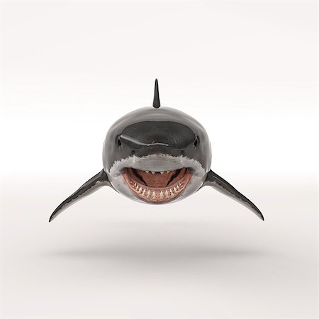 simsearch:400-08998942,k - White shark on white background. This is a 3d render illustration Fotografie stock - Microstock e Abbonamento, Codice: 400-09064119