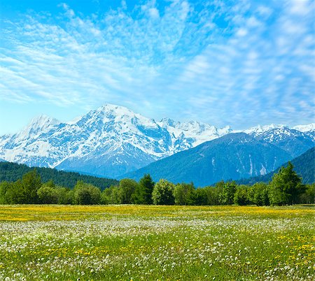 simsearch:400-06748366,k - Spring blossoming dandelion Alpine mountain meadow (Italy) with blue cloudy sky Stock Photo - Budget Royalty-Free & Subscription, Code: 400-09064123