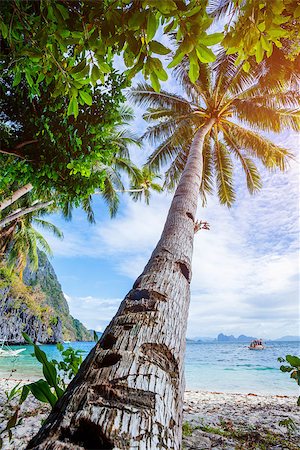 paradise island bahamas beach - View of nice tropical beach with palms around Stock Photo - Budget Royalty-Free & Subscription, Code: 400-09064241