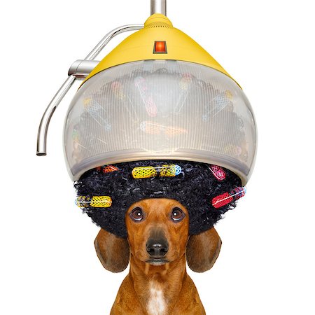 simsearch:400-07046129,k - dachshund or sausage  dog  at the hairdresser with hair under the drying hood with curlers, isolated on white background Fotografie stock - Microstock e Abbonamento, Codice: 400-09064275