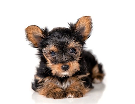 simsearch:400-04307016,k - Puppy Yorkshire Terrier on a light background Photographie de stock - Aubaine LD & Abonnement, Code: 400-09064705