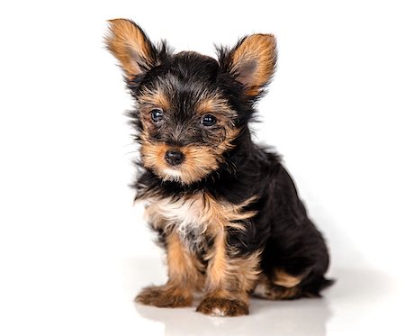 simsearch:400-04779959,k - Puppy Yorkshire Terrier on a light background Foto de stock - Super Valor sin royalties y Suscripción, Código: 400-09064707