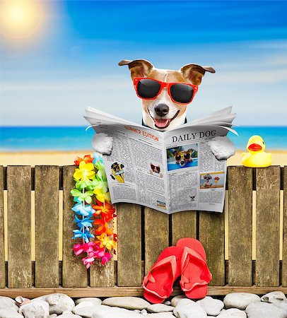 simsearch:400-08159708,k - jack russel dog resting and relaxing on a wall or fence at the  beach  ocean shore, on summer vacation holidays, reading a magazine or newspaper Foto de stock - Royalty-Free Super Valor e Assinatura, Número: 400-09064754