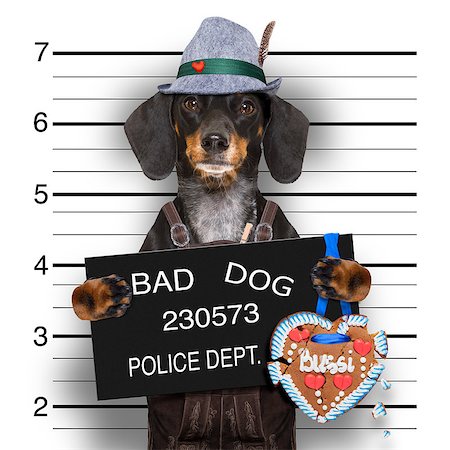 simsearch:400-08898663,k - bavarian  sausage dog or dachshund  at  police station mugshot  toasting for the beer celebration festival in munich with broken gingerbread heart Photographie de stock - Aubaine LD & Abonnement, Code: 400-09064757