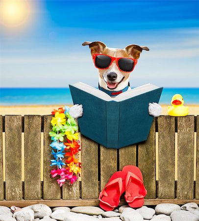 simsearch:400-05121059,k - jack russel dog resting and relaxing on a wall or fence at the  beach  ocean shore, on summer vacation holidays, reading a book Photographie de stock - Aubaine LD & Abonnement, Code: 400-09064781