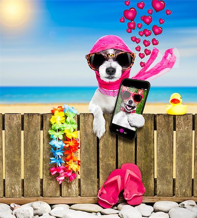 simsearch:400-08158248,k - terrier dog resting and relaxing on a wall or fence at the  beach  ocean shore, on summer vacation holidays, wearing sunglasses, taking  a selfie with smartphone or mobile phone Fotografie stock - Microstock e Abbonamento, Codice: 400-09064837