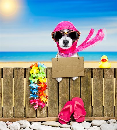 simsearch:400-08159708,k - terrier dog resting and relaxing on a wall or fence at the  beach  ocean shore, on summer vacation holidays, wearing sunglasses, with  cardboard, with  cardboard Foto de stock - Royalty-Free Super Valor e Assinatura, Número: 400-09065144