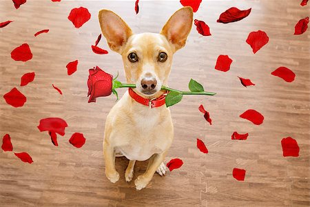 chihuahua dog in love on valentines day, rose in mouth, with sunglasses and cool gesture,isolated on wood background Stock Photo - Budget Royalty-Free & Subscription, Code: 400-09065149