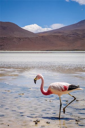 simsearch:400-08963336,k - Pink flamingos in laguna Honda, sud Lipez altiplano reserva Eduardo Avaroa, Bolivia Stock Photo - Budget Royalty-Free & Subscription, Code: 400-09065176