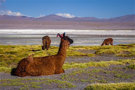 Lamas herd in Laguna colorada, sud Lipez Altiplano reserva Eduardo Avaroa, Bolivia Stockbilder - Microstock & Abonnement, Bildnummer: 400-09065177