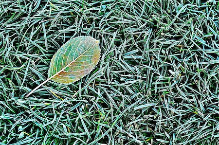 simsearch:400-03947729,k - Fallen leaf on the grass with frost. Photographie de stock - Aubaine LD & Abonnement, Code: 400-09065372