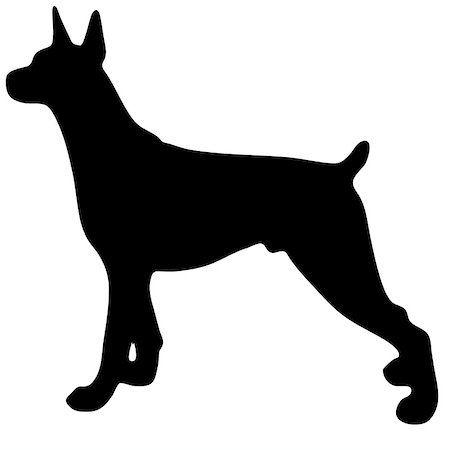 pinscher - Silhouette of a dog.Vector illustration of doberman pinscher. Bloodhound Stock Photo - Budget Royalty-Free & Subscription, Code: 400-09065556