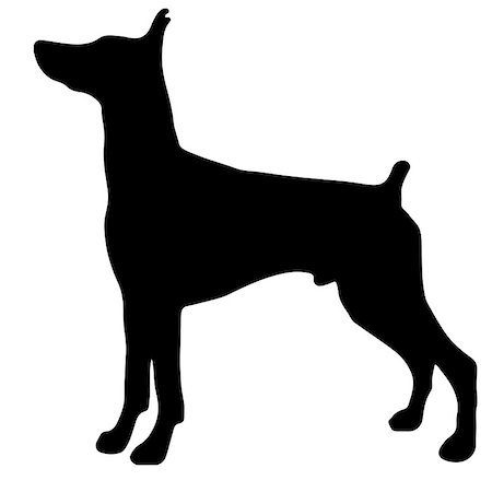 pinscher - Silhouette of a dog.Vector illustration of doberman pinscher. Bloodhound Stock Photo - Budget Royalty-Free & Subscription, Code: 400-09065553