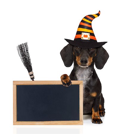 halloween devil sausage dachshund  scared and frightened, isolated on white background, wearing a witch hat, behind white blank banner or blackboard Fotografie stock - Microstock e Abbonamento, Codice: 400-09065657