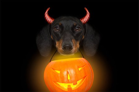 halloween devil sausage dachshund  scared and frightened, isolated on black background, holding a pumpkin lantern Fotografie stock - Microstock e Abbonamento, Codice: 400-09065658