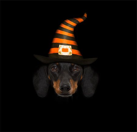 simsearch:400-07250604,k - halloween devil sausage dachshund  scared and frightened, isolated on black background, wearing a witch hat Stock Photo - Budget Royalty-Free & Subscription, Code: 400-09065659