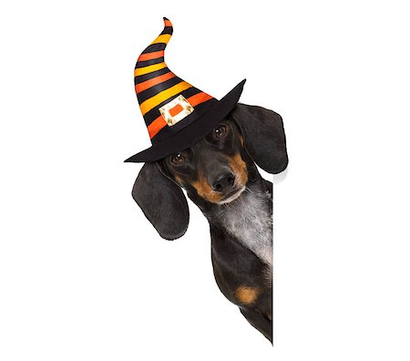 halloween devil sausage dachshund dog  scared and frightened, isolated on white background, wearing a witch hat, behind white blank banner or placard poster Fotografie stock - Microstock e Abbonamento, Codice: 400-09065664