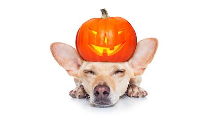 simsearch:400-07250604,k - halloween devil dog  scared and frightened, isolated on white background, pumpkin lantern  on the head Stock Photo - Budget Royalty-Free & Subscription, Code: 400-09065665