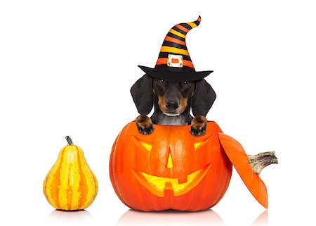 simsearch:400-07250604,k - halloween devil sausage dachshund dog inside pumpkin, scared and frightened, isolated on white background Stock Photo - Budget Royalty-Free & Subscription, Code: 400-09065668