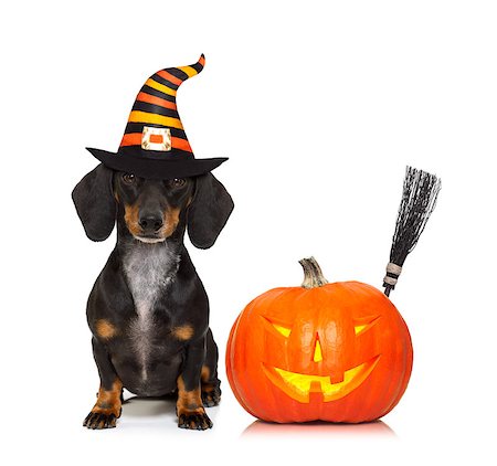 halloween devil sausage dachshund dog  scared and frightened, isolated on white background, pumpkin to the side, wearing a witch hat Fotografie stock - Microstock e Abbonamento, Codice: 400-09065660