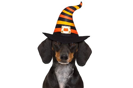 halloween devil sausage dachshund dog  scared and frightened, isolated on white background, wearing a witch hat Fotografie stock - Microstock e Abbonamento, Codice: 400-09065661