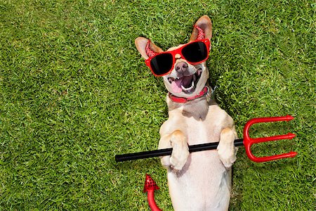 simsearch:400-07250604,k - chihuahua dog ghost for halloween ,  scary and spooky lying on the back on a meadow grass at the park Stock Photo - Budget Royalty-Free & Subscription, Code: 400-09065662