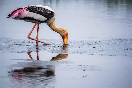 simsearch:400-08980734,k - Painted Stork dipping its beaks into water in a river Photographie de stock - Aubaine LD & Abonnement, Code: 400-09065710