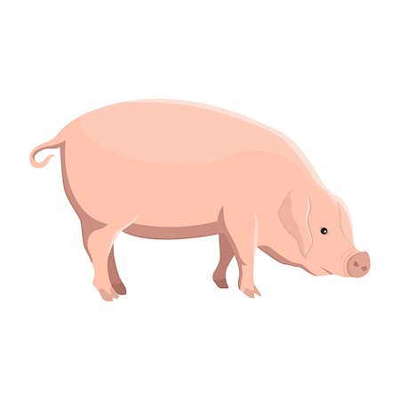 Vector illustration of a pig on white background. Farm animals topic. Foto de stock - Royalty-Free Super Valor e Assinatura, Número: 400-09066041