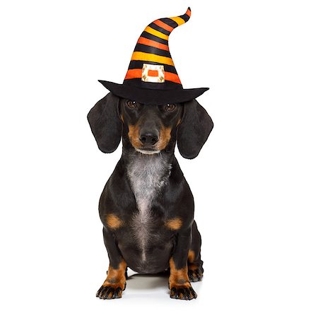 halloween devil sausage dachshund dog  scared and frightened, isolated on white background, wearing a witch hat Fotografie stock - Microstock e Abbonamento, Codice: 400-09066284